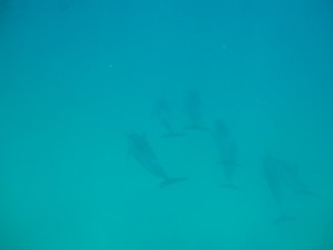 P1010007_2