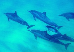 Dolphins Dolphins
