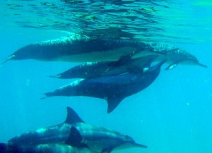 Dolphins Dolphins