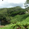 Tropical Forest